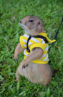 Yaz aylarında çim üzerinde Çayır köpeği.