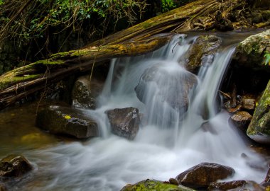 derin yağmur ormanları jungle şelale