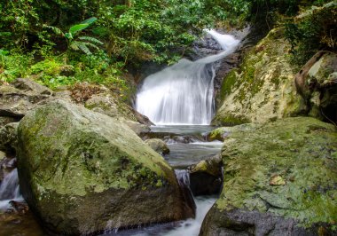 derin yağmur ormanları jungle şelale