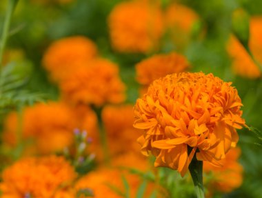 Marigold çiçek yaprak arka plan