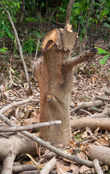 Trädrötter och avverkade skogen avskogning — Stockfoto