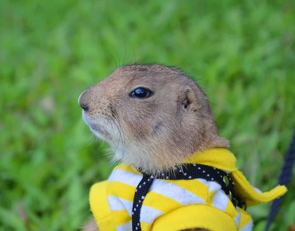 Prairie hond op gazon in de zomer. — Stockfoto