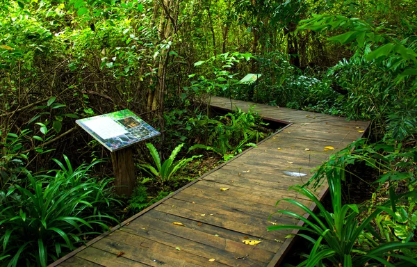 Caminho de ponte de madeira na floresta no parque nacional — Fotografia de Stock