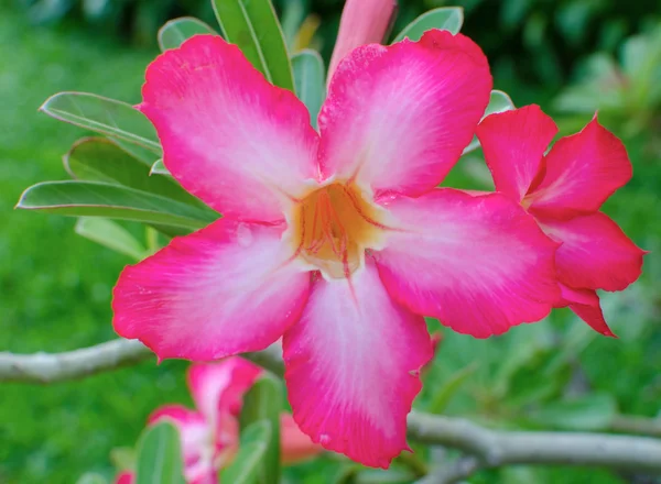 Desert rose blomma i trädgården. — Stockfoto