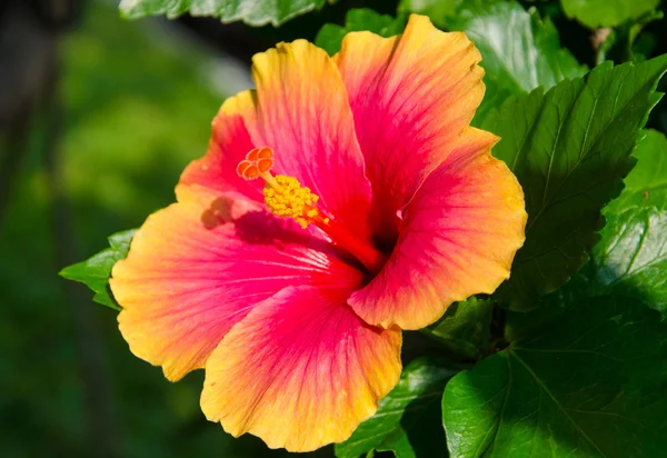 Färska hibiscus gul blomma i trädgården — Stockfoto