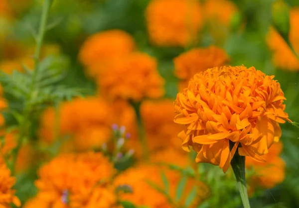 Marigold flower with leaf background — Stock Photo, Image