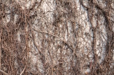 Ağaç kökleri kaplı duvarlar