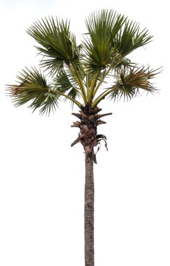 Plam ağaç izole beyaz zemin üzerine