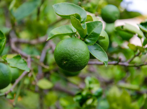 Limoni verdi sull'albero — Foto Stock