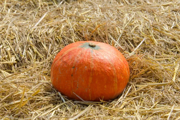 Pumpkin on ground with dry straw — Stock Photo, Image
