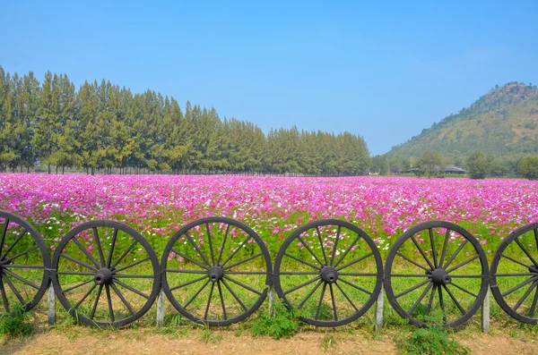 Cosmos renkli çiçek alanı — Stok fotoğraf