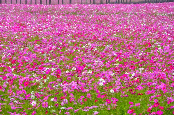 Космический цветок в поле — стоковое фото