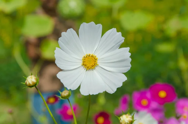 Cosmos white flower in the field — Stock Photo, Image