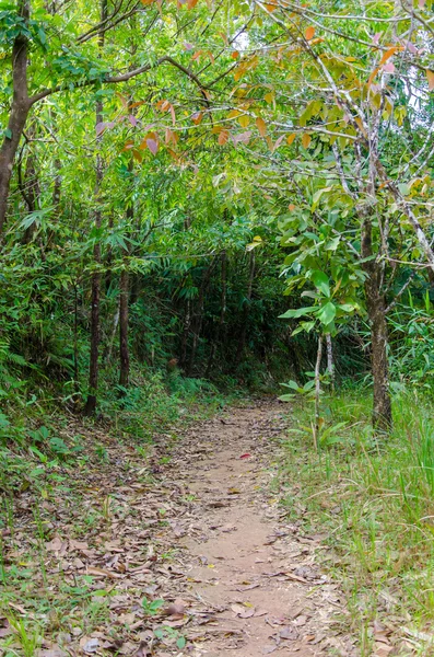 Walking trail in tropical forest — Stock Photo, Image