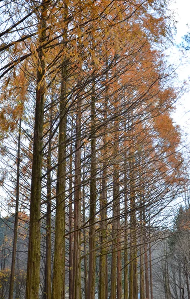 Satır çam ağaçlarının namı Island, Güney Kore — Stok fotoğraf