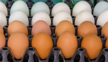 ördek yumurta ve tavuk yumurta karton kutuda