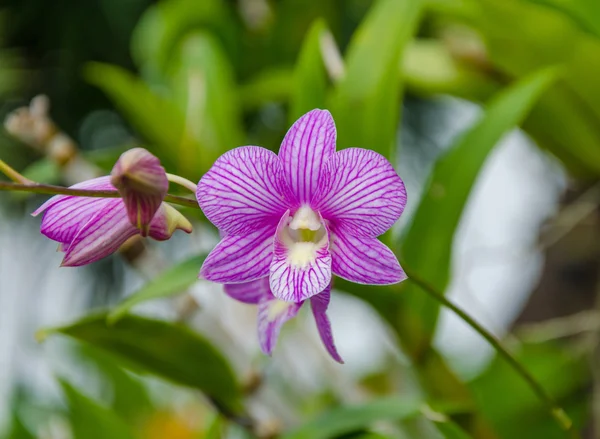 Фиолетовая орхидея на зеленом фоне — стоковое фото
