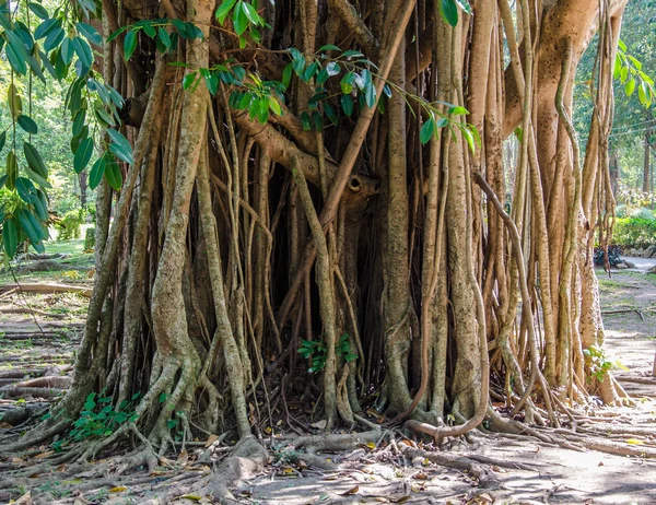 Indische Gummibaumwurzeln wachsen — Stockfoto