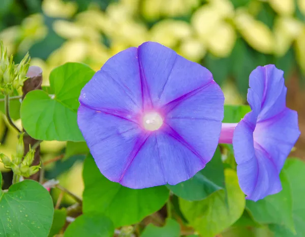 Beautiful blue petunia flowers — Stock Photo, Image