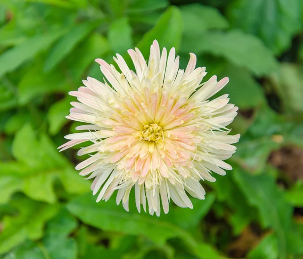 Vit dahlia blomma med grönt blad bakgrund — Stockfoto