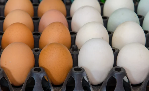 Uova di anatra e uova di pollo in scatola di cartone — Foto Stock