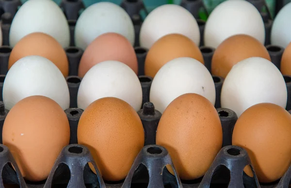 Ovos de pato e ovo de galinha na caixa da caixa — Fotografia de Stock