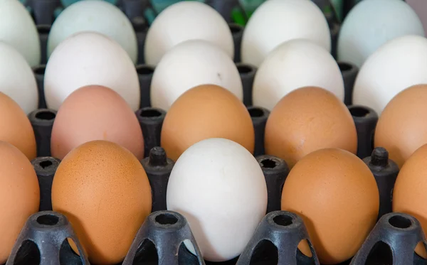 Huevos de pato y huevo de gallina en caja de cartón — Foto de Stock