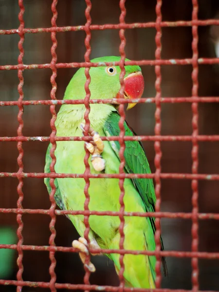 Green parrot in cage — Stock Photo, Image