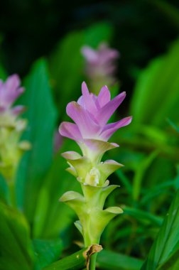 pembe siam Lale çiçek olarak çayır