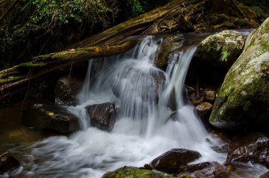 derin yağmur ormanları jungle şelale