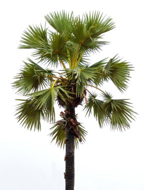 Plam ağaç izole beyaz zemin üzerine