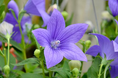 platycodon grandiflorus çiçek.