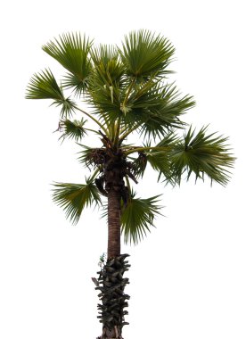 Plam ağaç izole beyaz zemin üzerine