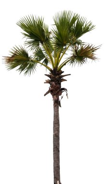 Plam ağaç izole beyaz zemin üzerine