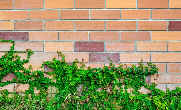 Folhas com fundo de parede de tijolo — Fotografia de Stock