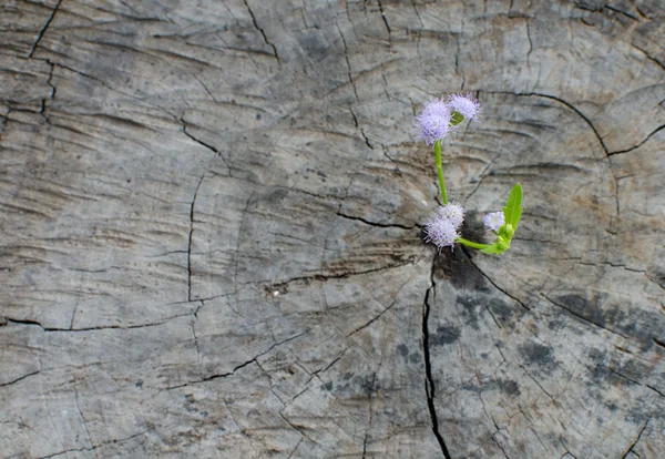 Ağaç kütüğü üzerinde büyüyen bitki — Stok fotoğraf