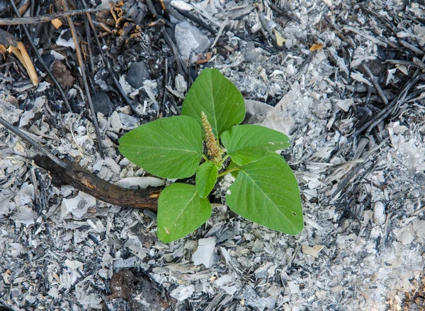 Planta de copac crește din cenușă — Fotografie, imagine de stoc