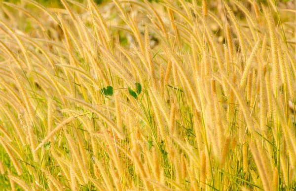 Golden grass in morning. — Stock Photo, Image