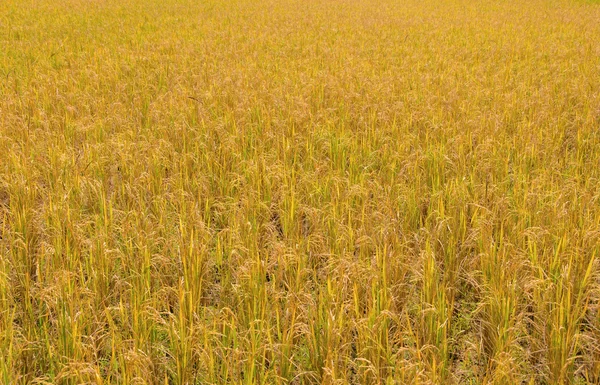 Zlaté neloupané rýže pole připraven na sklizeň — Stock fotografie