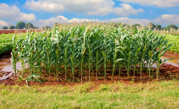 Campo de milho na paisagem rural agrícola — Fotografia de Stock