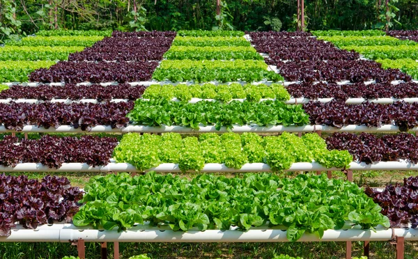 Granja ecológica de cultivo de hortalizas hidropónicas — Foto de Stock