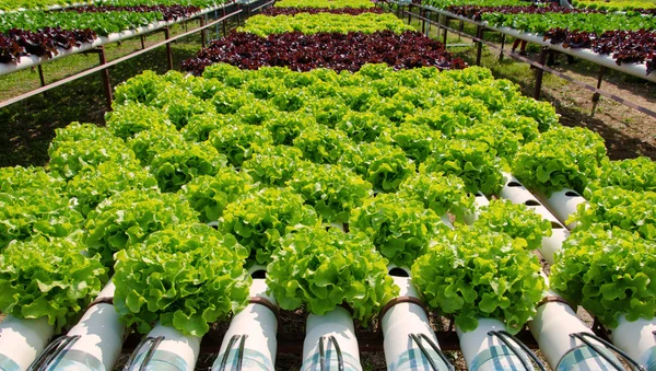 Organic hydroponic vegetable cultivation farm — Stock Photo, Image