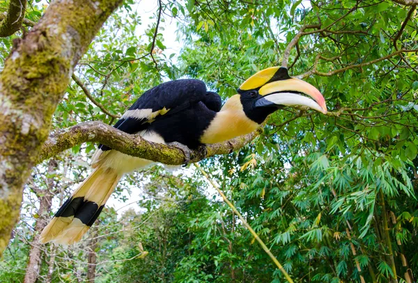 Great hornbill stand on the branch in forest — Stock Photo, Image