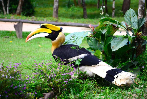 Skvělá hornbill stojan na větev v lese — Stock fotografie