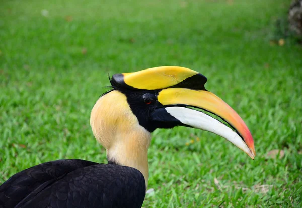 Zblízka velké hornbill v lese — Stock fotografie