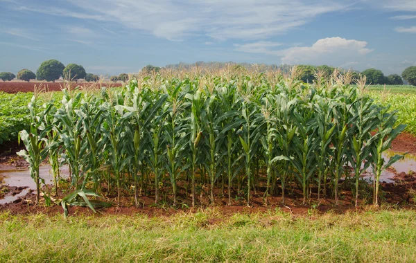 Campo de milho na paisagem rural agrícola — Fotografia de Stock