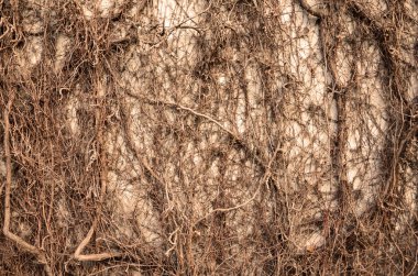 Ağaç kökleri kaplı duvarlar.