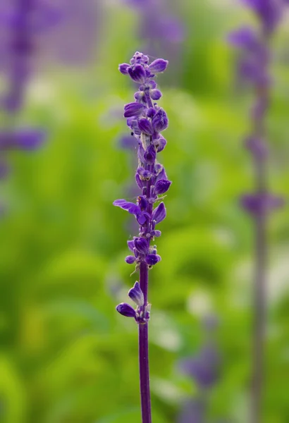 Lavender flowers. — Stock Photo, Image