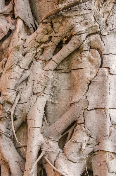 Ağaç kökleri doku arka planı için — Stok fotoğraf