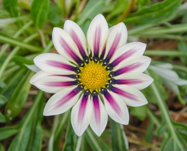 gazania güneşli çiçek